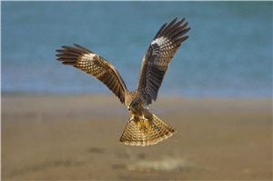 黑鴛(俗稱咾鷹)展現豔麗的雙翼及尾翼，振翅而上/陳承光攝