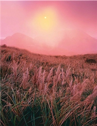 蕭瑟的秋芒提醒我們應用心體會「來自荒野的聲音」/戴進元攝