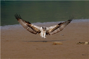 即使落地而下，魚鷹仍展其壯碩的雙翼/陳承光攝