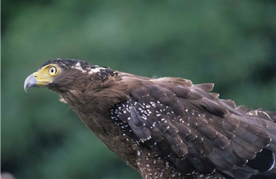 大冠鷲有著典型猛禽烔明的眼神及創利的喙/黃光瀛攝
