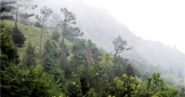 觀霧管理站旁的雲霧步道，目前已開放/黃志浩攝