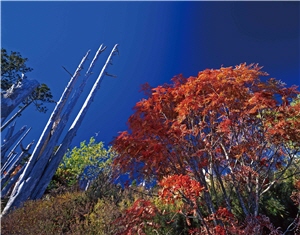 宛如筆直畫筆白木林，與一旁的艷紅的巒大花楸形成強烈對比，加上藍得很透的天色，點綴出初秋的季節交替感。