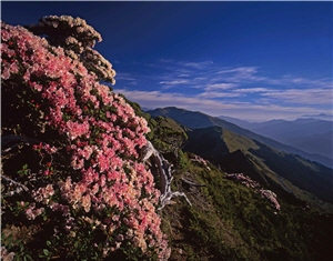 盛開的玉山杜鵑與合歡山相視凝望著，構圖充分透露出大地豐沛的生命力