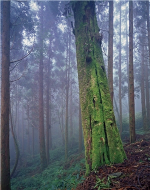 氤氳森林彷彿沉睡著。筆直的冷杉上共生的苔蘇，雖然渺小，但在此張構圖中，卻是最重要的主角。