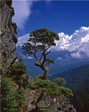 登池有山往新達山屋方向，路旁的台灣鐵杉孤傲立著，那姿態與中國黃山的迎客松相比，氣勢同樣大器不凡。