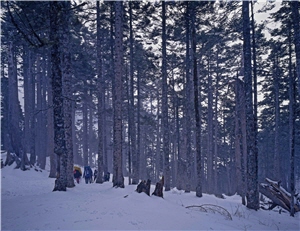 雪山369山莊後方的黑森林，雪季時美得宛如北歐童話世界。畫面中的登山客真是美麗的意外，讓冷洌的畫面頓時活潑了起來。