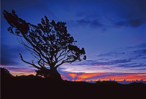 逆光，也是一種美。晚霞映照著圓柏孤傲的身影，天際的光線變得神秘、瑰麗。
