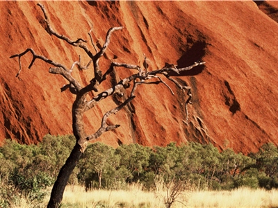 在澳洲烏魯魯–卡塔族塔國家公園的沙漠風情中，枯樹也能展現美態/徐至能攝