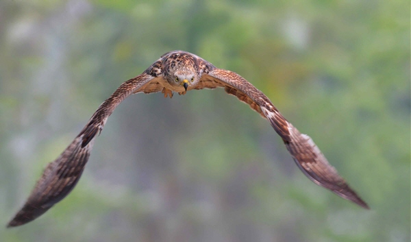 難得在鏡頭前以正面之態被補捉到的淺色型蜂鷹，連細部羽毛都栩栩如生/陳承光攝