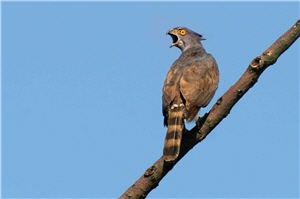 鳳頭蒼鷹居高枝頭，長嘯傲視/陳承光攝