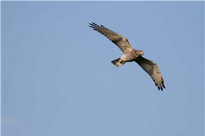 灰面鵟鷹成鳥的飛翔身影/蔡乙榮攝