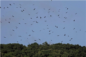 滿天飛鷹佈滿墾丁的天空，讓賞鷹者大為興奮/蔡乙榮攝
