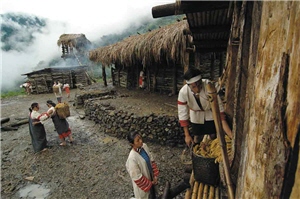 取自山林的竹子根根排列，用來製作殼倉的竹子屋頂。/雪霸國家公園提供，古少麒攝