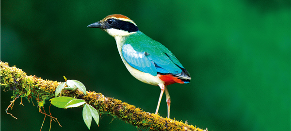 色彩鮮豔的八色鳥是全球的稀有物種，受到各國的保護/戴進元攝