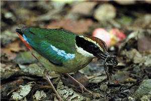 八色鳥習性隱密，不易發現，僅在繁殖求偶期間可以藉由叫聲偵測到/李塔芬提供，柯佳吟攝