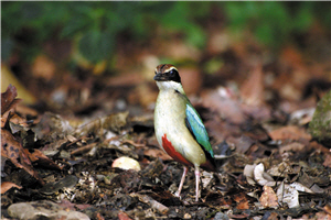 八色鳥習性隱密，不易發現，僅在繁殖求偶期間可以藉由叫聲偵測到/李塔芬提供，柯佳吟攝
