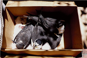 烏領燕鷗箱中取暖/張燕伶攝