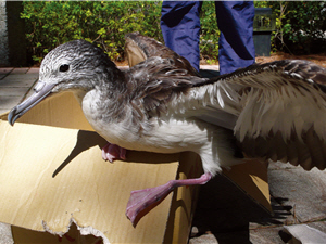 在箱中養傷的大水薙/張燕伶攝