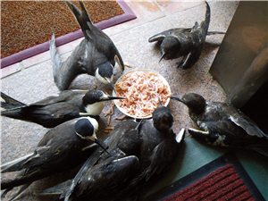 保育人員特以國寶魚台灣櫻花鉤吻鮭的「極品」食物–南極蝦來餵食領燕鷗/張燕伶攝