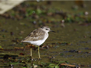 鷹斑鷸/張燕伶攝