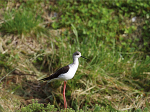 高蹺鴴/張燕伶攝