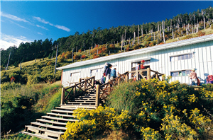 黃菀盛開的369山莊，是山友歇息的好所在/呂理雍攝