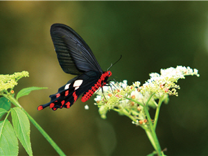 曙鳳蝶與冇骨消/戴進元攝