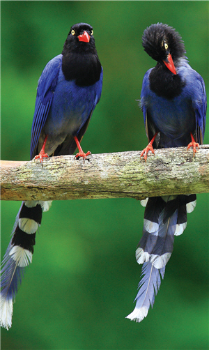 國寶級特有種鳥類之一的台灣藍鵲，嬌豔的外形深受台灣人的喜愛/邱昌萬攝