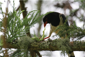 紅嘴藍鵲屬雜食性鳥類，取食範圍包括蛇、蜥蜴、昆蟲、果實，甚至廚餘/張燕伶攝