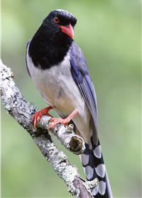紅嘴藍鵲在台灣被慣稱為「中國藍鵲」，羽色較為灰暗，頭頂及腹部為白色，眼睛虹膜則為鮮紅/姚正得提供，黃秀珍攝