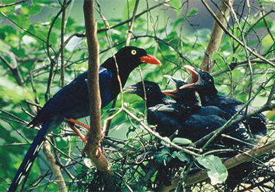 台灣藍鵲的哺育畫面。複雜豐富的社會性行為，使人倍感親切/姚正得提供
