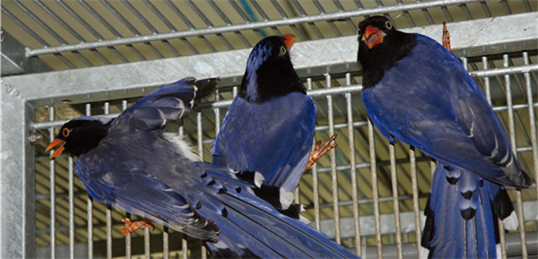 台灣藍鵲與紅嘴藍鵲雜交出生的混血藍鵲，圖為成鳥照/姚正得提供