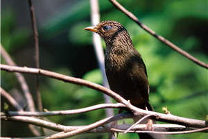 已被公告為個育類的台灣畫眉，其與大陸畫眉雜交污染的情況比台灣藍鵲嚴重數倍/姚正得提供，蔡銘源攝