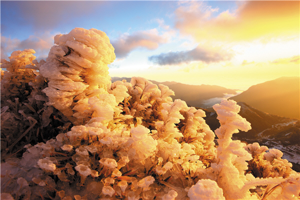 圖為合覜山霧淞雪景，在晨曦映照下美如天然琥珀。(攝影太魯閣國家公園)