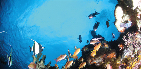 大香菇珊瑚拍攝的美麗魚群/陳昭倫提供