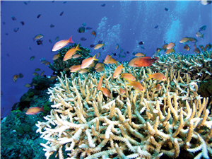 大香菇珊瑚群體旁的海扇珊瑚／陳昭倫提供