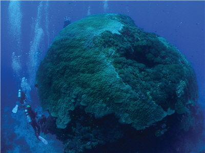 綠島大香菇曾被觀光潛艇碰撞後留下的凹洞，並有許多軟珊瑚覆蓋／陳昭倫提供