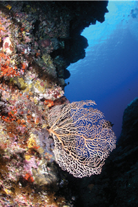 大香菇珊瑚群體旁的海扇珊瑚／陳昭倫提供