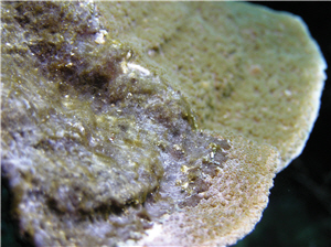 綠島海域覆蓋黑皮海綿的表孔珊瑚／陳昭倫提供