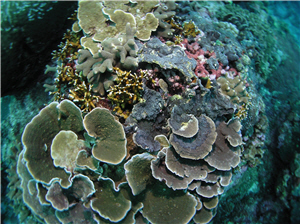 表孔珊瑚被黑皮海綿覆蓋的照片／陳昭倫提供