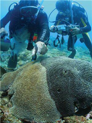 陳昭倫老師(左)與助理(右)水下發現顯黑病感染的腦紋珊瑚群體/陳昭倫提供