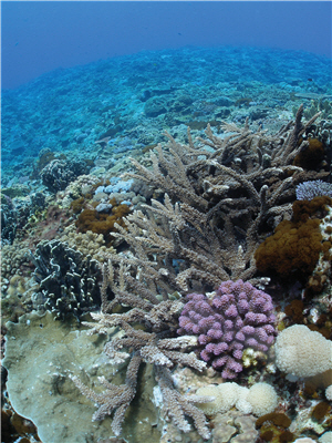 綠島健康的珊瑚群聚／陳昭倫提供