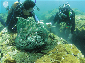 採集綠島黑皮海綿／陳昭倫提供