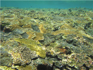 許多表覆型珊瑚被黑皮海綿覆蓋的照片／陳昭倫提供