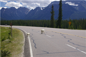 圖為橫越93號公路的山羊／Timk Wang攝