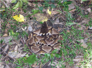 不管任何季節，都應小心腳邊「打草驚蛇」的危機／玉管處提供，高忠義攝