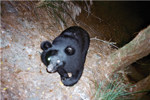 台灣黑熊亦有其防衛的攻擊性，「不千擾、不驚動、快速離去」才是尊重世們也保護自己的最好方法／玉管處提供，吳昱慧攝