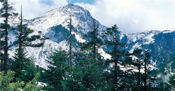 台灣冷杉：塔狀的樹形，是台灣冷杉為了適應降雪的環境，而逐漸演化的結果／太管處提供，游登良攝