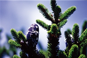 冷杉毬果：台灣冷杉毬果呈鱗片狀剝落，種子落在陽光充足的森林邊緣容易發芽，因此在冷杉森林邊緣很容易看到一株株的冷杉小苗／太管處提供，游登良攝