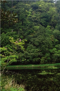 鴛鴦湖：鴛鴦湖位於棲蘭林區的高山湖泊，周邊保留台灣少數完整且珍貴的原始檜木林／太管處提供，游登良攝